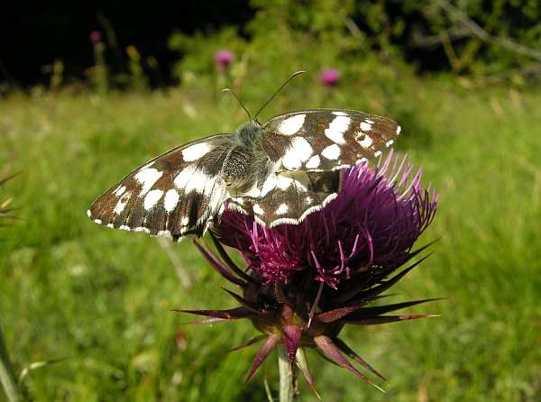 Melanargie? - Melanargia galathea